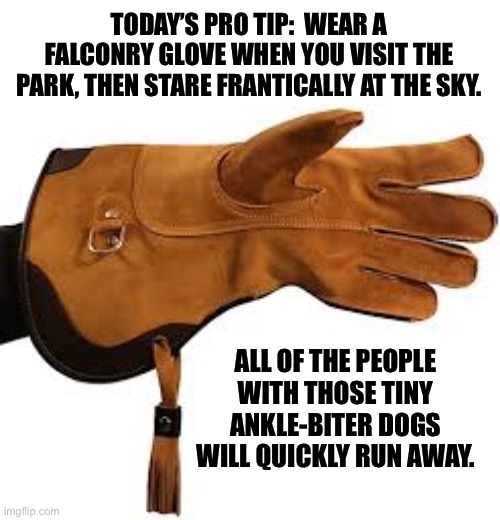 Falconry | TODAY’S PRO TIP:  WEAR A FALCONRY GLOVE WHEN YOU VISIT THE PARK, THEN STARE FRANTICALLY AT THE SKY. ALL OF THE PEOPLE WITH THOSE TINY ANKLE-BITER DOGS WILL QUICKLY RUN AWAY. | image tagged in park | made w/ Imgflip meme maker