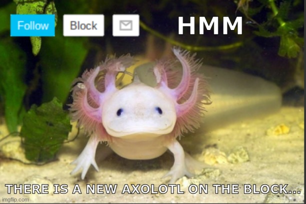 ... | HMM; THERE IS A NEW AXOLOTL ON THE BLOCK... | image tagged in axolotldudes announcement template | made w/ Imgflip meme maker