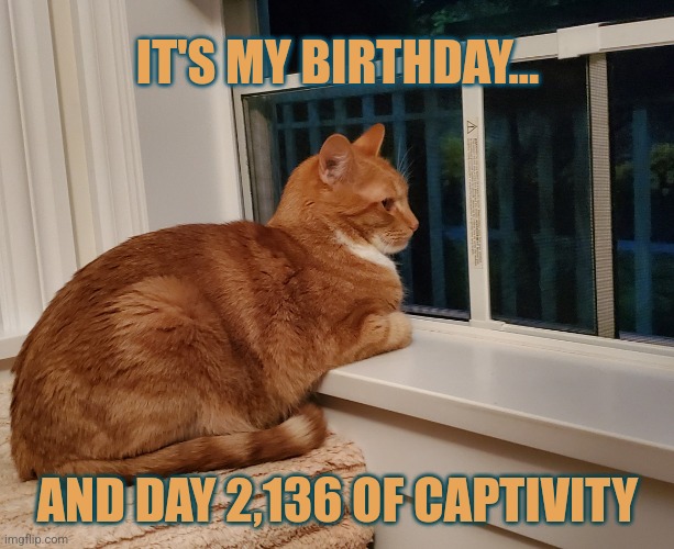 Captive Cat | IT'S MY BIRTHDAY... AND DAY 2,136 OF CAPTIVITY | image tagged in cats,memes,funny,sad cat | made w/ Imgflip meme maker