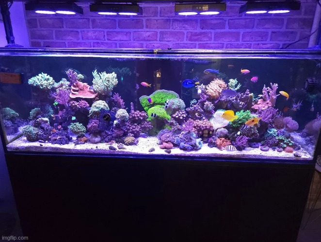 A 180 gallon reef tank. Link to OG post in the comments, I don´t own this. | image tagged in aquarium | made w/ Imgflip meme maker