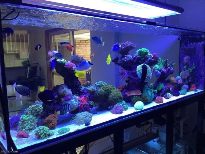 400 gallon reef tank owned by someone from Australia. His username on ratemyfishtank.com is Peninsular | image tagged in aquarium | made w/ Imgflip meme maker