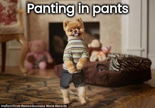 Dog in pants | Panting in pants | image tagged in dog in pants | made w/ Imgflip meme maker