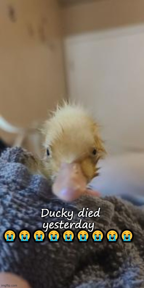 My Ducky :D | Ducky died yesterday  😭😭😭😭😭😭😭😭😭 | image tagged in my ducky d | made w/ Imgflip meme maker