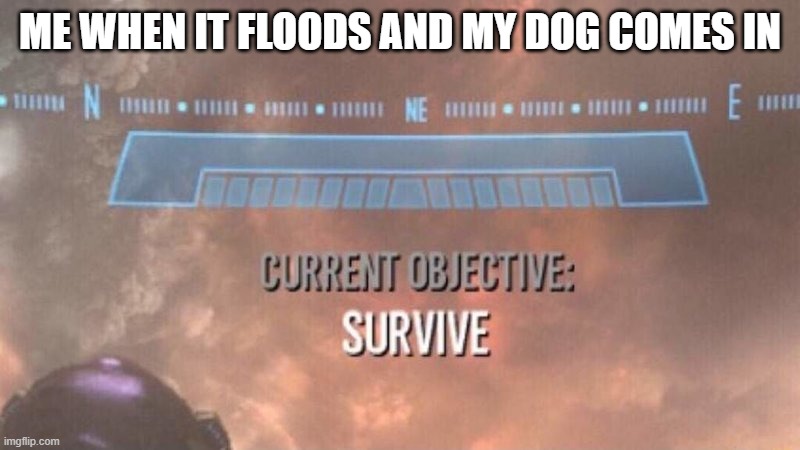 Current Objective: Survive | ME WHEN IT FLOODS AND MY DOG COMES IN | image tagged in current objective survive | made w/ Imgflip meme maker