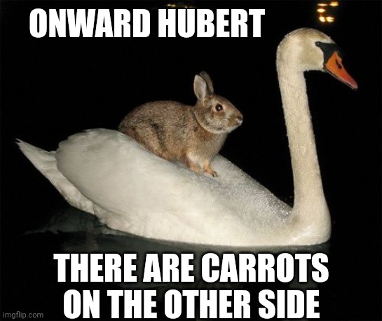 BUNNY IS AFRAID TO GET WET | ONWARD HUBERT; THERE ARE CARROTS ON THE OTHER SIDE | image tagged in bunnies,rabbit,bunny,goose | made w/ Imgflip meme maker