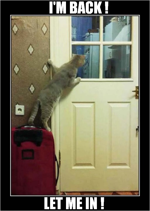There's No Place Like Home ! | I'M BACK ! LET ME IN ! | image tagged in cats,return,home,let me in | made w/ Imgflip meme maker