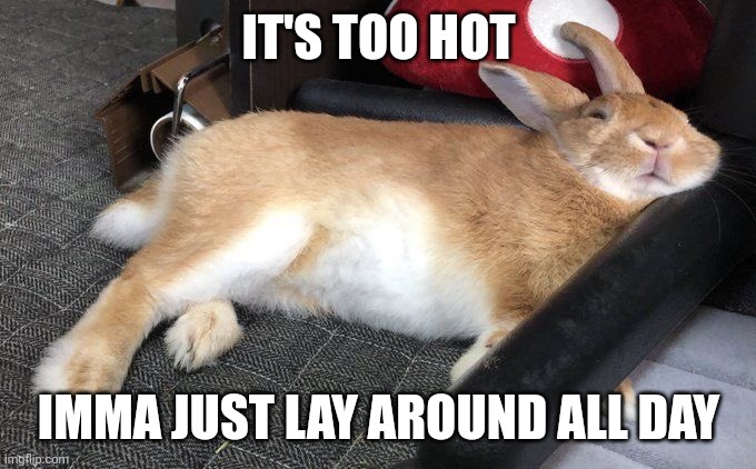 LAZY BUNNY | IT'S TOO HOT; IMMA JUST LAY AROUND ALL DAY | image tagged in bunnies,bunny,rabbit | made w/ Imgflip meme maker