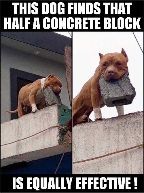 An Apple A Day Keeps The Doctor Away ! | THIS DOG FINDS THAT HALF A CONCRETE BLOCK; IS EQUALLY EFFECTIVE ! | image tagged in dogs,sayings,doctor,go away | made w/ Imgflip meme maker