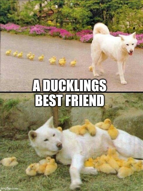 GOOD DOG | A DUCKLINGS BEST FRIEND | image tagged in ducks,duckling,dog | made w/ Imgflip meme maker