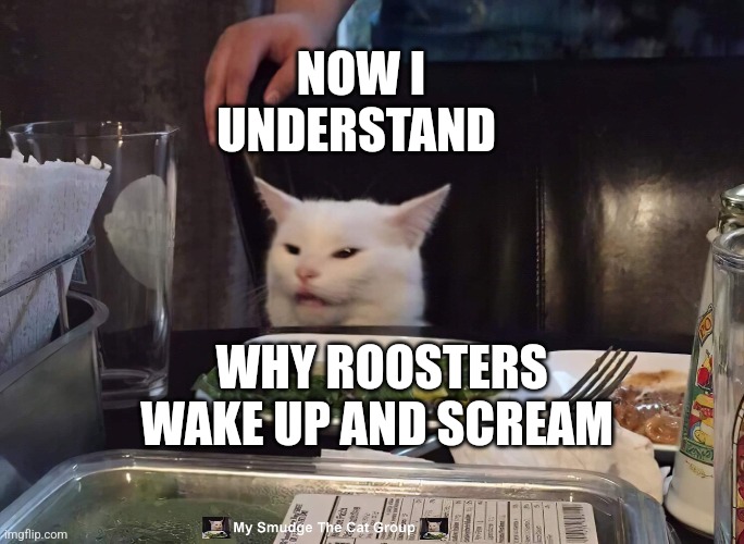 NOW I UNDERSTAND; WHY ROOSTERS WAKE UP AND SCREAM | image tagged in smudge the cat | made w/ Imgflip meme maker
