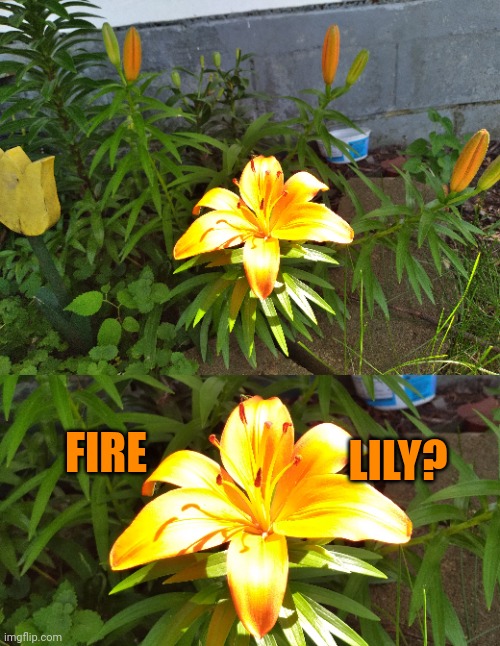 MY LILY IS GLOWING | LILY? FIRE | image tagged in flowers,flower | made w/ Imgflip meme maker