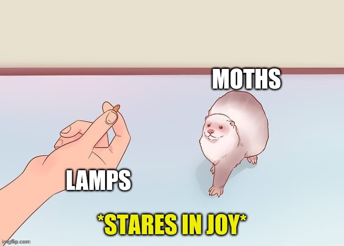 the stare of joy | MOTHS; LAMPS | image tagged in the stare of joy | made w/ Imgflip meme maker