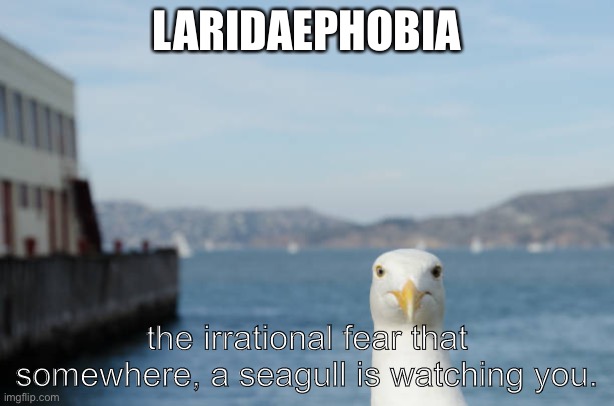 Laridaephobia | LARIDAEPHOBIA; the irrational fear that somewhere, a seagull is watching you. | image tagged in funny,seagull | made w/ Imgflip meme maker