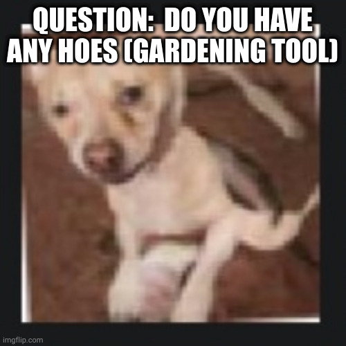 wank dog | QUESTION:  DO YOU HAVE ANY HOES (GARDENING TOOL) | image tagged in wank dog | made w/ Imgflip meme maker