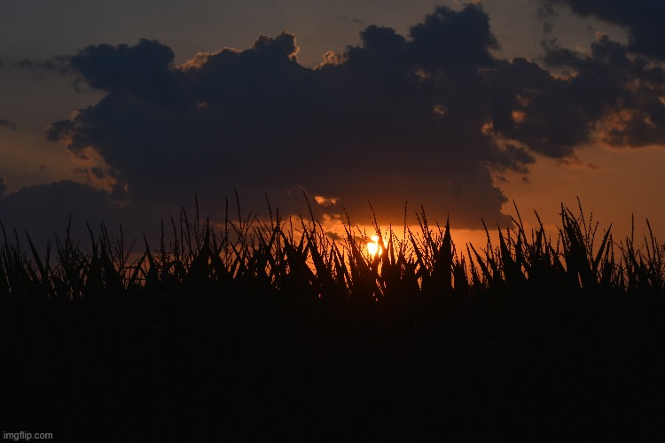 This morning at the end of my street USA. | made w/ Imgflip meme maker