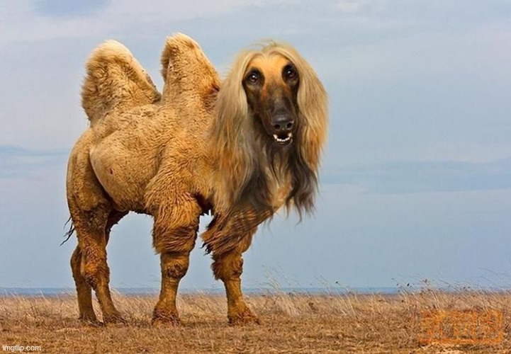 camel dog :D | image tagged in cursed image,cursed,you have been eternally cursed for reading the tags,lol so funny | made w/ Imgflip meme maker