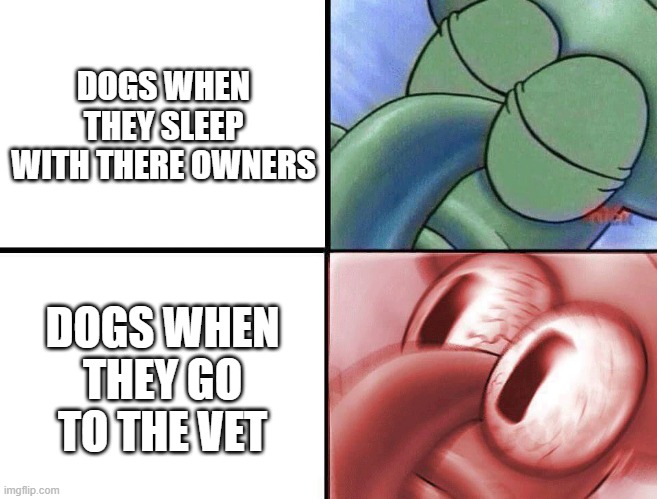 Dog's life with owner be like: | DOGS WHEN THEY SLEEP WITH THERE OWNERS; DOGS WHEN THEY GO TO THE VET | image tagged in sleeping squidward | made w/ Imgflip meme maker