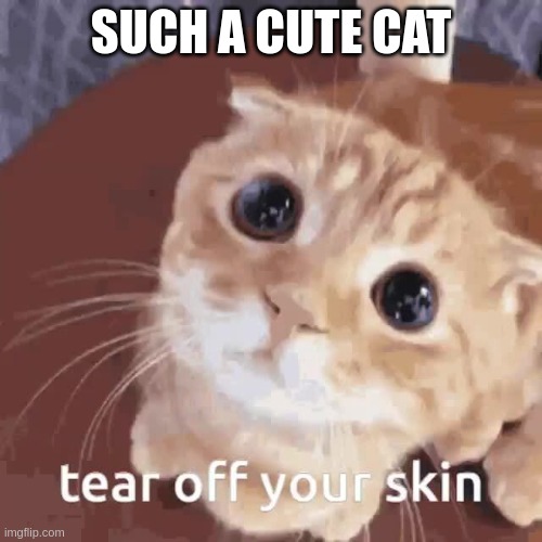 tear off your skin | SUCH A CUTE CAT | image tagged in tear off your skin | made w/ Imgflip meme maker