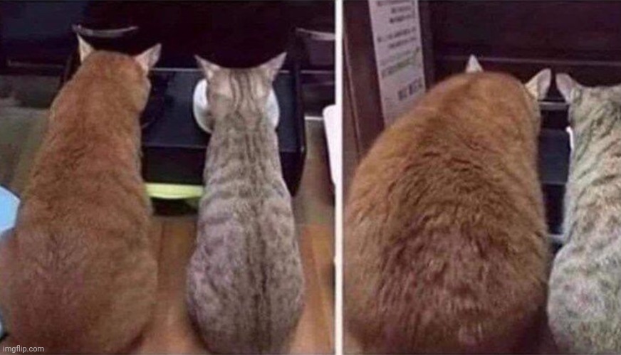 The change... | image tagged in chonk,fat cat | made w/ Imgflip meme maker