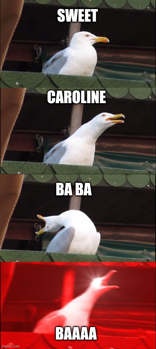 BAAA | SWEET; CAROLINE; BA BA; BAAAA | image tagged in memes,inhaling seagull | made w/ Imgflip meme maker