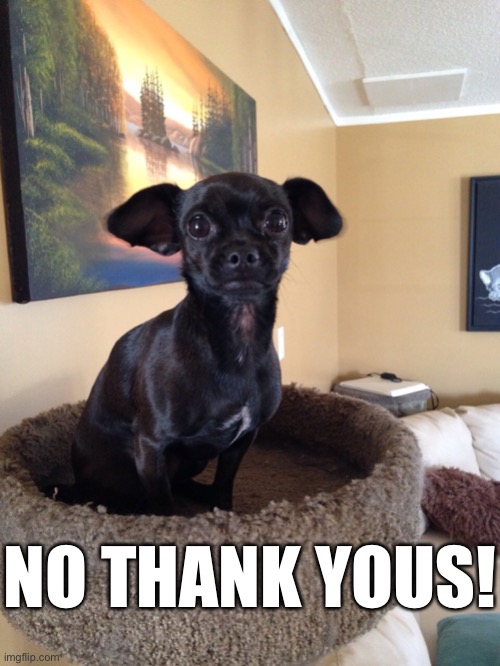 Distressed Chiwawa | NO THANK YOUS! | image tagged in distressed chiwawa | made w/ Imgflip meme maker