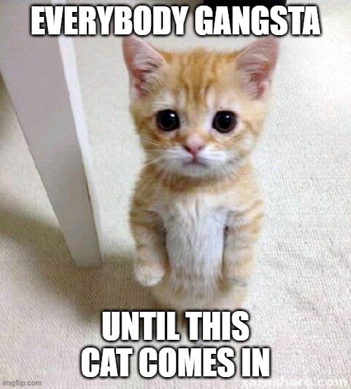 uh im kinda bored to make a title so uhh..... idk? | EVERYBODY GANGSTA; UNTIL THIS CAT COMES IN | image tagged in memes,cute cat,gif,not really a gif | made w/ Imgflip meme maker