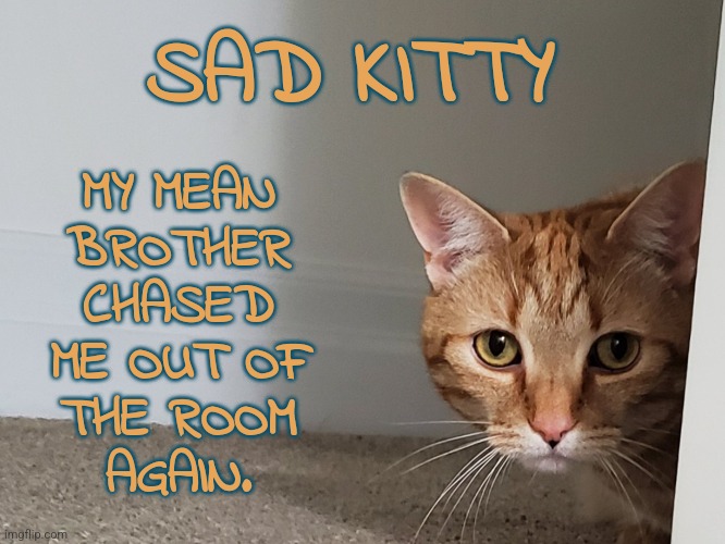 Sad Kitty | SAD KITTY; MY MEAN
BROTHER
CHASED
ME OUT OF
THE ROOM
AGAIN. | image tagged in memes,cats,sad cat | made w/ Imgflip meme maker