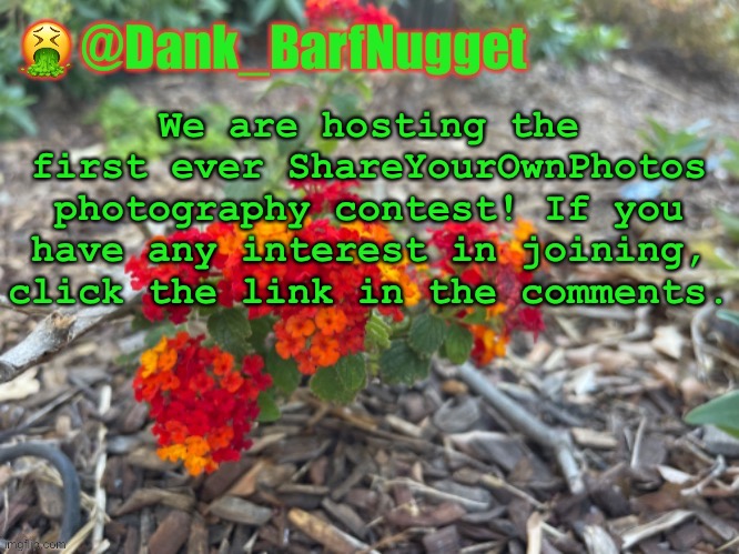 Photo Contest! Please repost if you can! | We are hosting the first ever ShareYourOwnPhotos photography contest! If you have any interest in joining, click the link in the comments. | image tagged in premium flower template | made w/ Imgflip meme maker