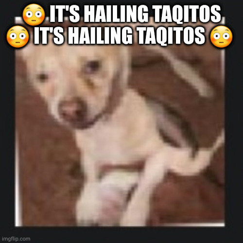 taqitos | 😳 IT'S HAILING TAQITOS 😳 IT'S HAILING TAQITOS 😳 | image tagged in wank dog | made w/ Imgflip meme maker