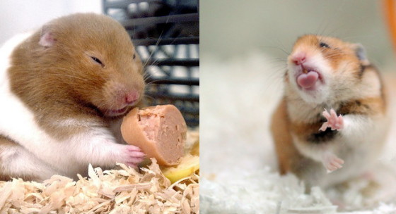 Two cute hamsters Blank Meme Template