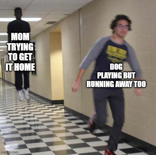 Dog run dog | MOM TRYING TO GET IT HOME; DOG PLAYING BUT RUNNING AWAY TOO | image tagged in floating boy chasing running boy,mom,dog,attack,float,run | made w/ Imgflip meme maker