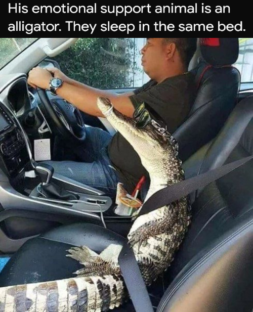 MY BESTIE ALWAYS KEEP ME COMPANY! | image tagged in florida man s pet gator,meme | made w/ Imgflip meme maker