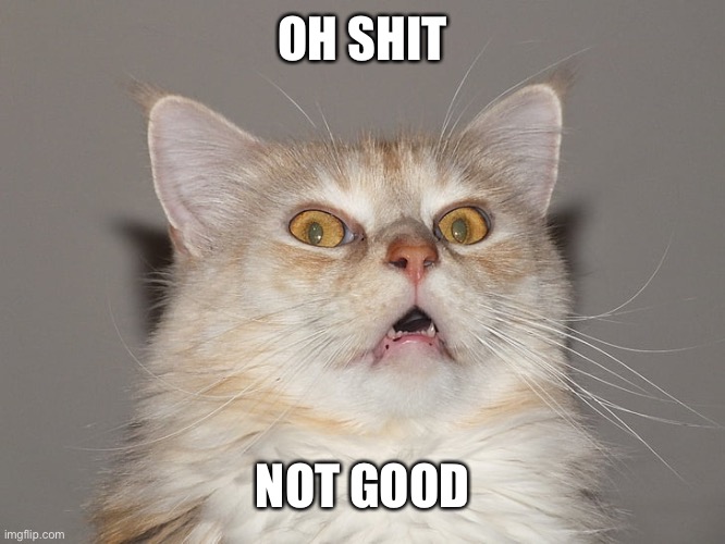 Surprised Cat / Startled Cat / Scared Cat / Spooked Cat | OH SHIT NOT GOOD | image tagged in surprised cat / startled cat / scared cat / spooked cat | made w/ Imgflip meme maker
