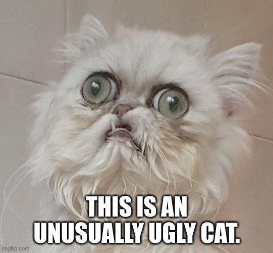 Wilfred Warrior The Cat | THIS IS AN UNUSUALLY UGLY CAT. | image tagged in wilfred warrior the cat | made w/ Imgflip meme maker