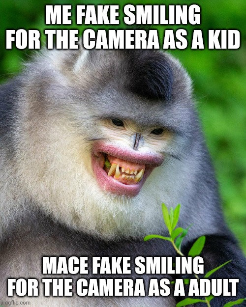Smiling snub nose monkey meme | ME FAKE SMILING FOR THE CAMERA AS A KID; MACE FAKE SMILING FOR THE CAMERA AS A ADULT | image tagged in smiling snub nose monkey meme | made w/ Imgflip meme maker