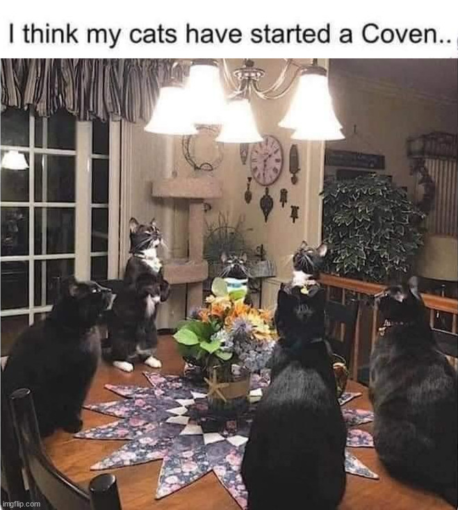 image tagged in cats,witchcraft,coven,demons | made w/ Imgflip meme maker