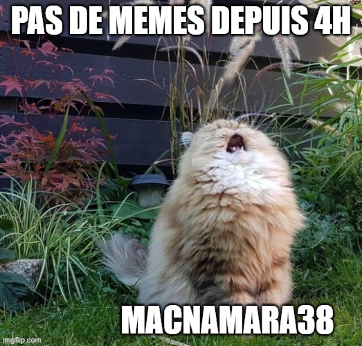 Screams into the void | PAS DE MEMES DEPUIS 4H; MACNAMARA38 | image tagged in screams into the void | made w/ Imgflip meme maker