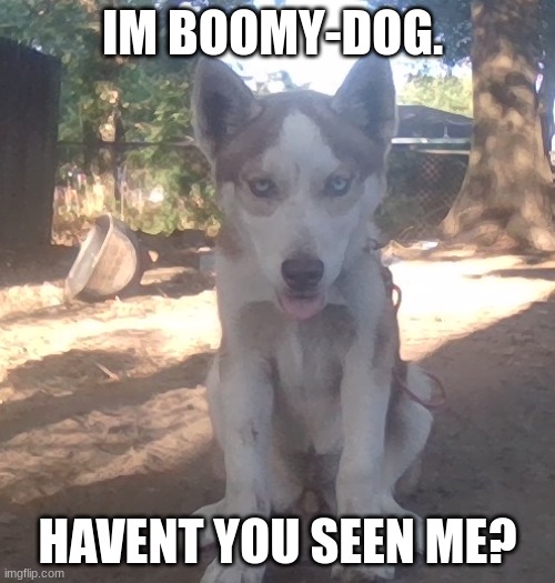 Boomy dog will come and drool on you all noght if you dont upvote | IM BOOMY-DOG. HAVENT YOU SEEN ME? | image tagged in cute,husky,boomy-dog,funny,viral meme | made w/ Imgflip meme maker