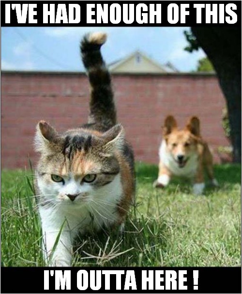 Cat Fed Up With Dog ! | I'VE HAD ENOUGH OF THIS; I'M OUTTA HERE ! | image tagged in cats,fed up,dogs,i'm outta here | made w/ Imgflip meme maker