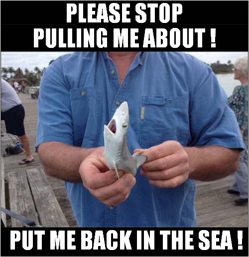 Unhappy Baby Shark ! |  PLEASE STOP PULLING ME ABOUT ! PUT ME BACK IN THE SEA ! | image tagged in fun,shark,baby shark,sea | made w/ Imgflip meme maker