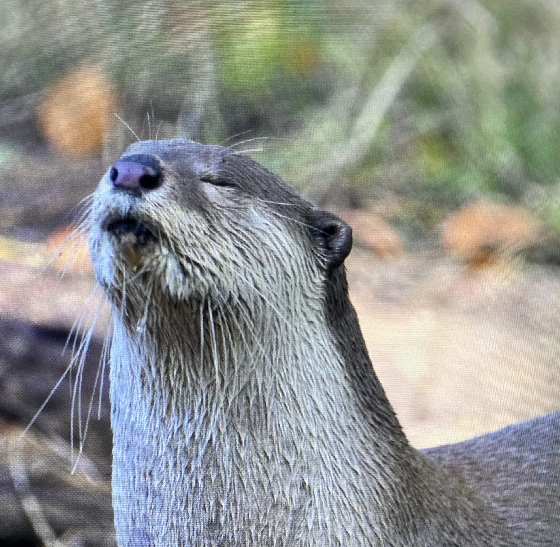 Satisfied Otter Blank Meme Template