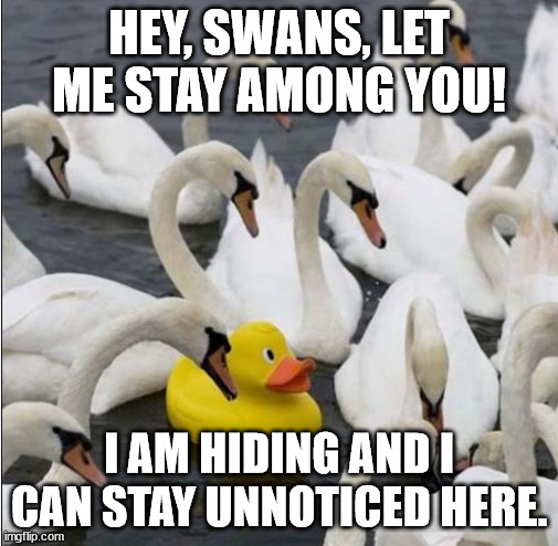 unnoticed duck | HEY, SWANS, LET ME STAY AMONG YOU! I AM HIDING AND I CAN STAY UNNOTICED HERE. | image tagged in swans,yellow duck | made w/ Imgflip meme maker