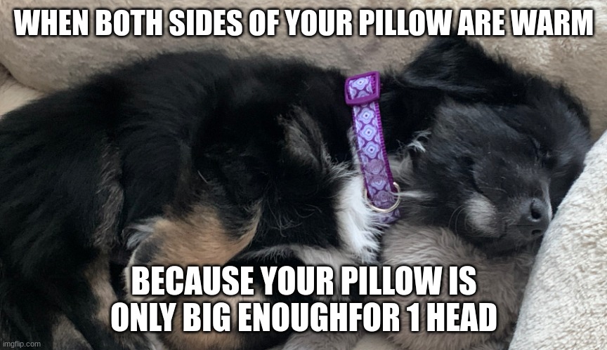 Happy sleeping puppy | WHEN BOTH SIDES OF YOUR PILLOW ARE WARM; BECAUSE YOUR PILLOW IS ONLY BIG ENOUGHFOR 1 HEAD | image tagged in happy sleeping puppy | made w/ Imgflip meme maker