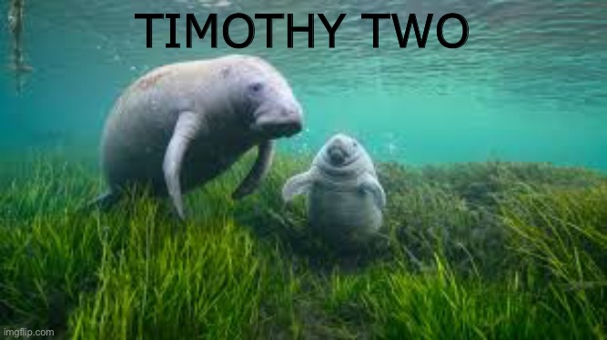 Timothy two | TIMOTHY TWO | made w/ Imgflip meme maker