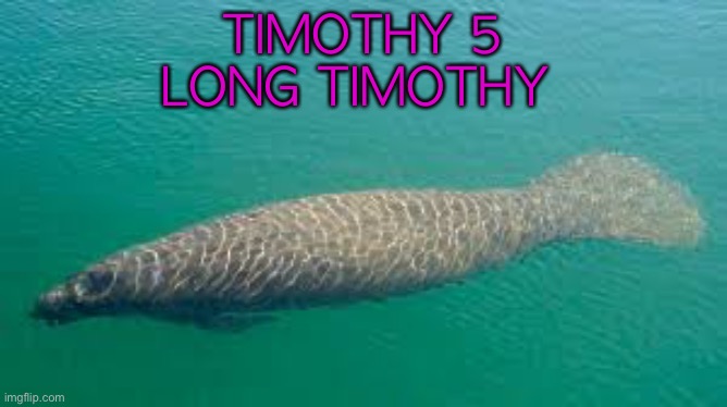 TIMOTHY 5
LONG TIMOTHY | made w/ Imgflip meme maker