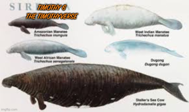 TIMOTHY 6 
THE TIMOTHYVERSE | made w/ Imgflip meme maker