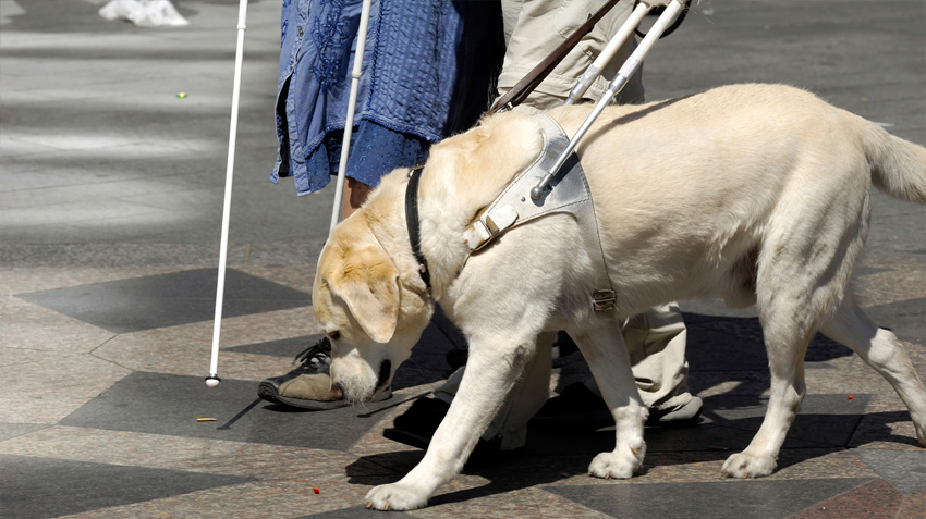 High Quality Guide dog for the blind Blank Meme Template