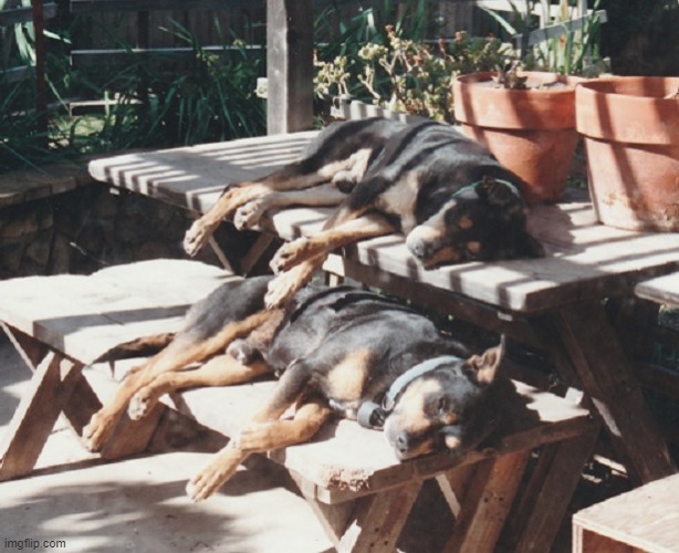 My parents' dogs (circa 1990), catching some rays and Z's. | . | image tagged in dogs,pictures,share,like and share | made w/ Imgflip meme maker