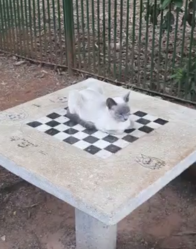 High Quality Cat chess Blank Meme Template