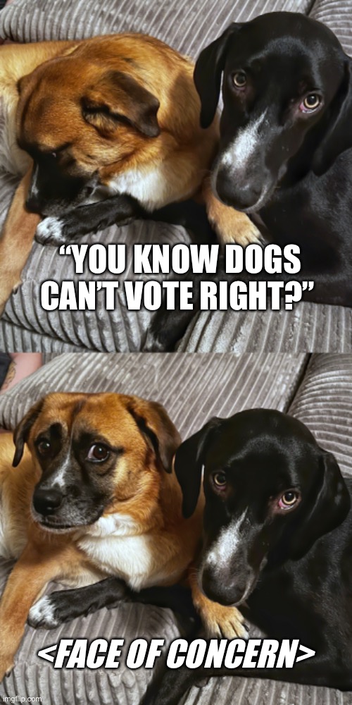 Canine Suffrage 2024 | “YOU KNOW DOGS CAN’T VOTE RIGHT?”; <FACE OF CONCERN> | image tagged in dogs,political meme,animal rights,funny animals,haha | made w/ Imgflip meme maker